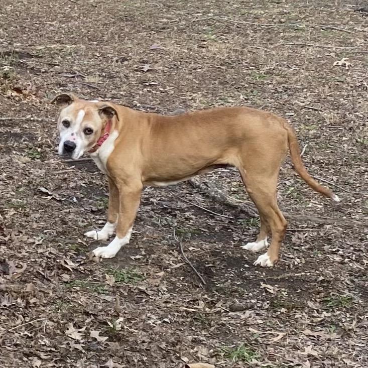 Enlarge Cinnamon, a Adoptable mixed breed in Peculiar, MO image 1/6