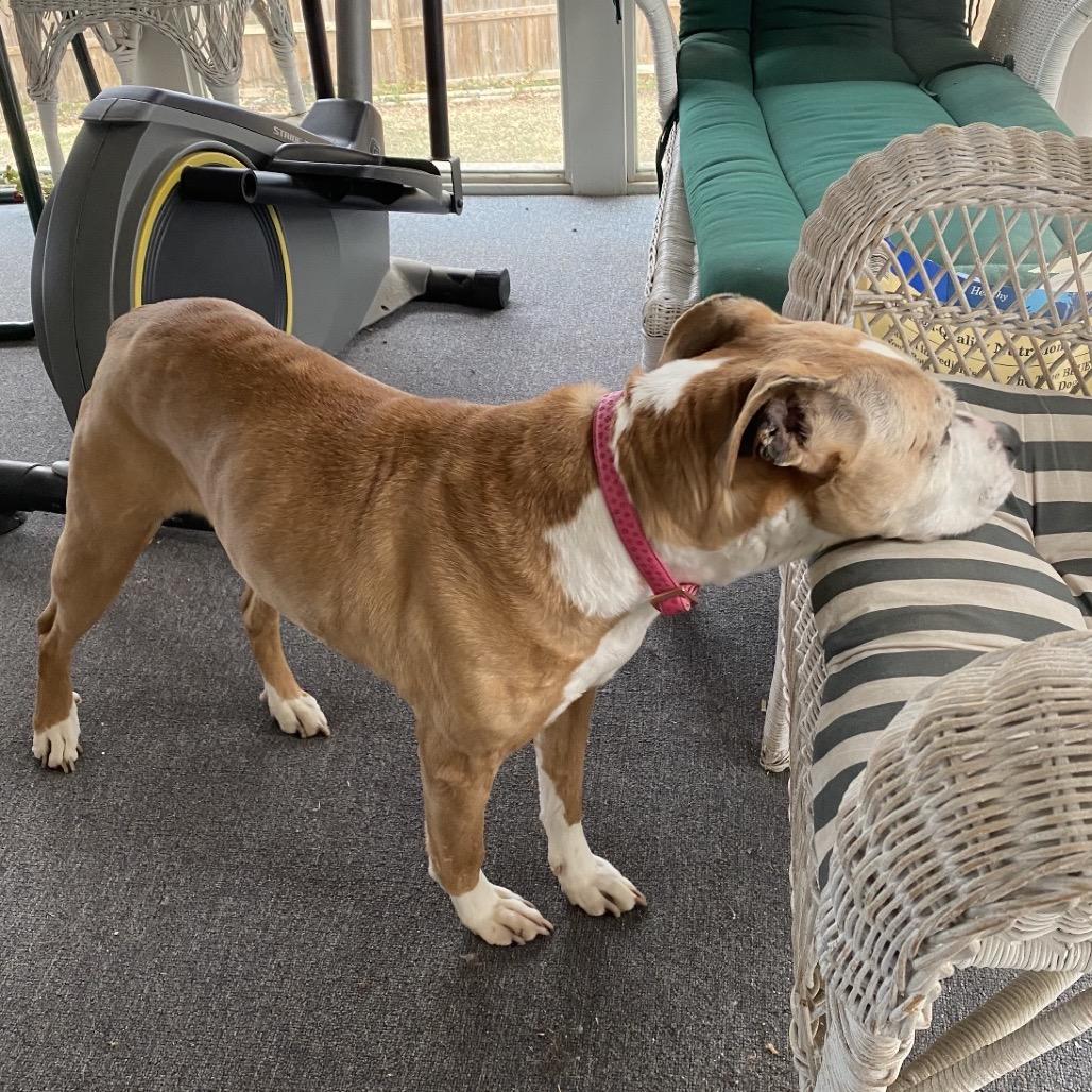 Enlarge Cinnamon, a Adoptable mixed breed in Peculiar, MO image 2/6