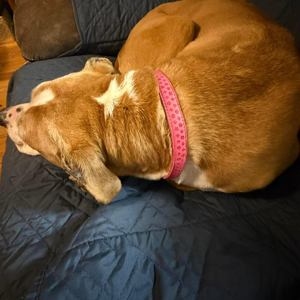 Enlarge Cinnamon, a Adoptable mixed breed in Peculiar, MO image 3/6