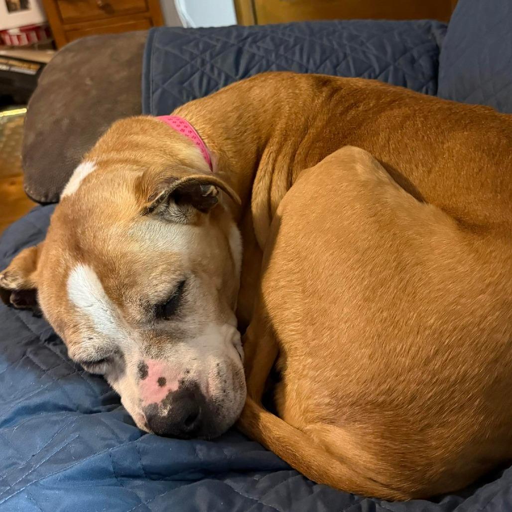 Enlarge Cinnamon, a Adoptable mixed breed in Peculiar, MO image 4/6