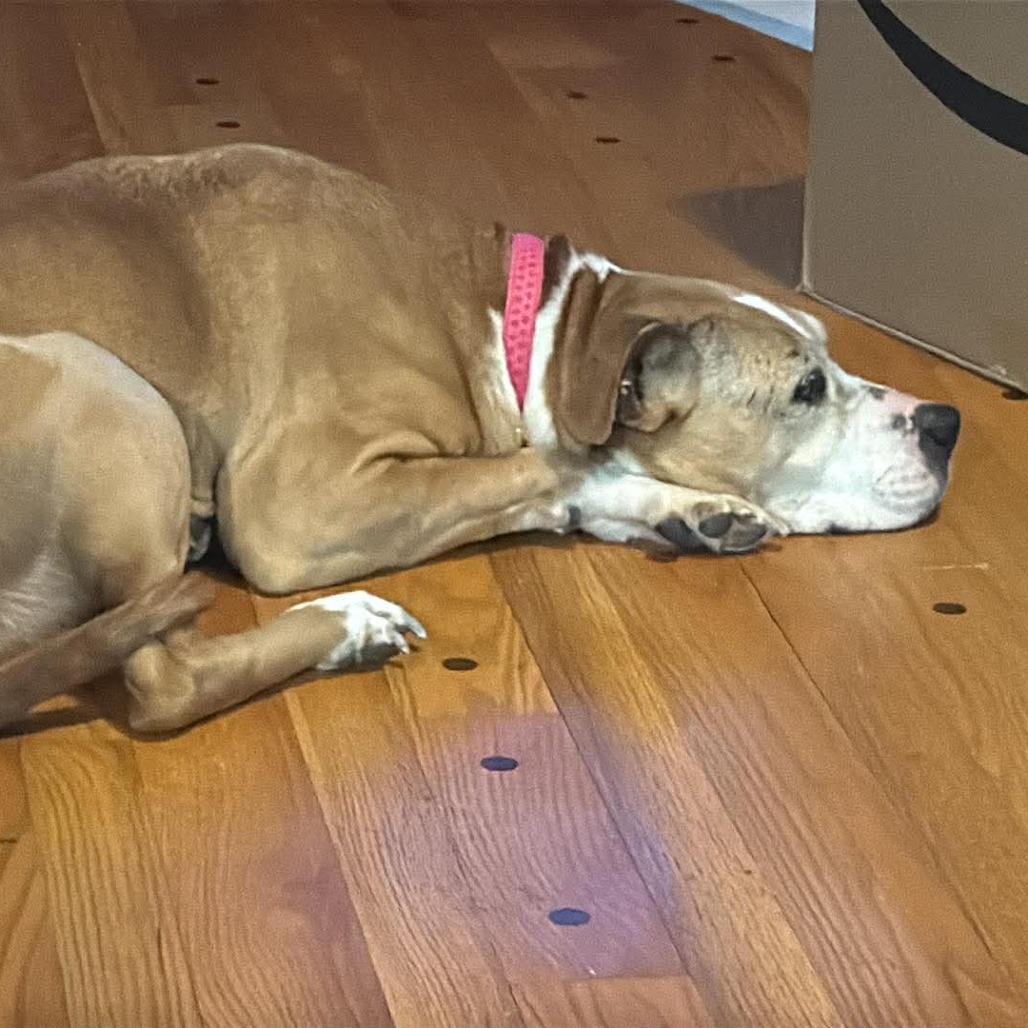 Enlarge Cinnamon, a Adoptable mixed breed in Peculiar, MO image 5/6