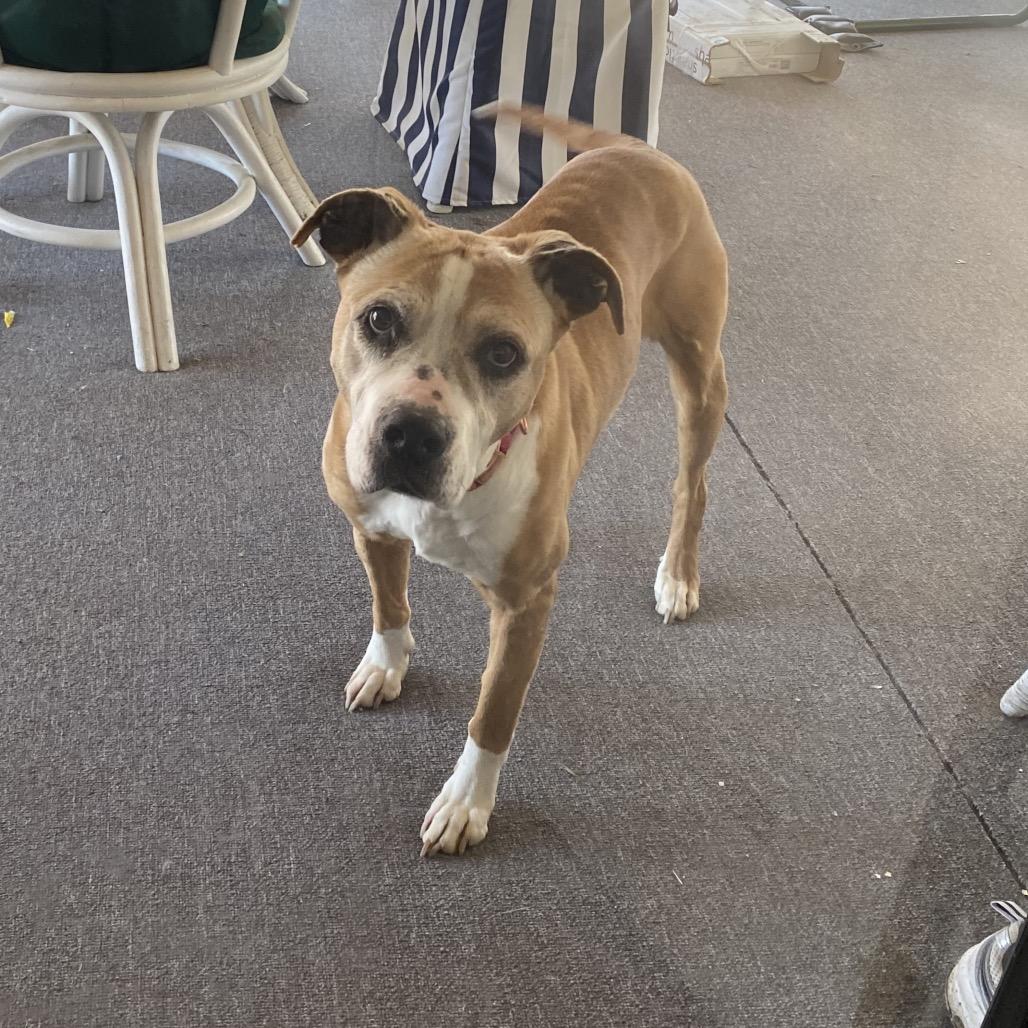 Enlarge Cinnamon, a Adoptable mixed breed in Peculiar, MO image 6/6