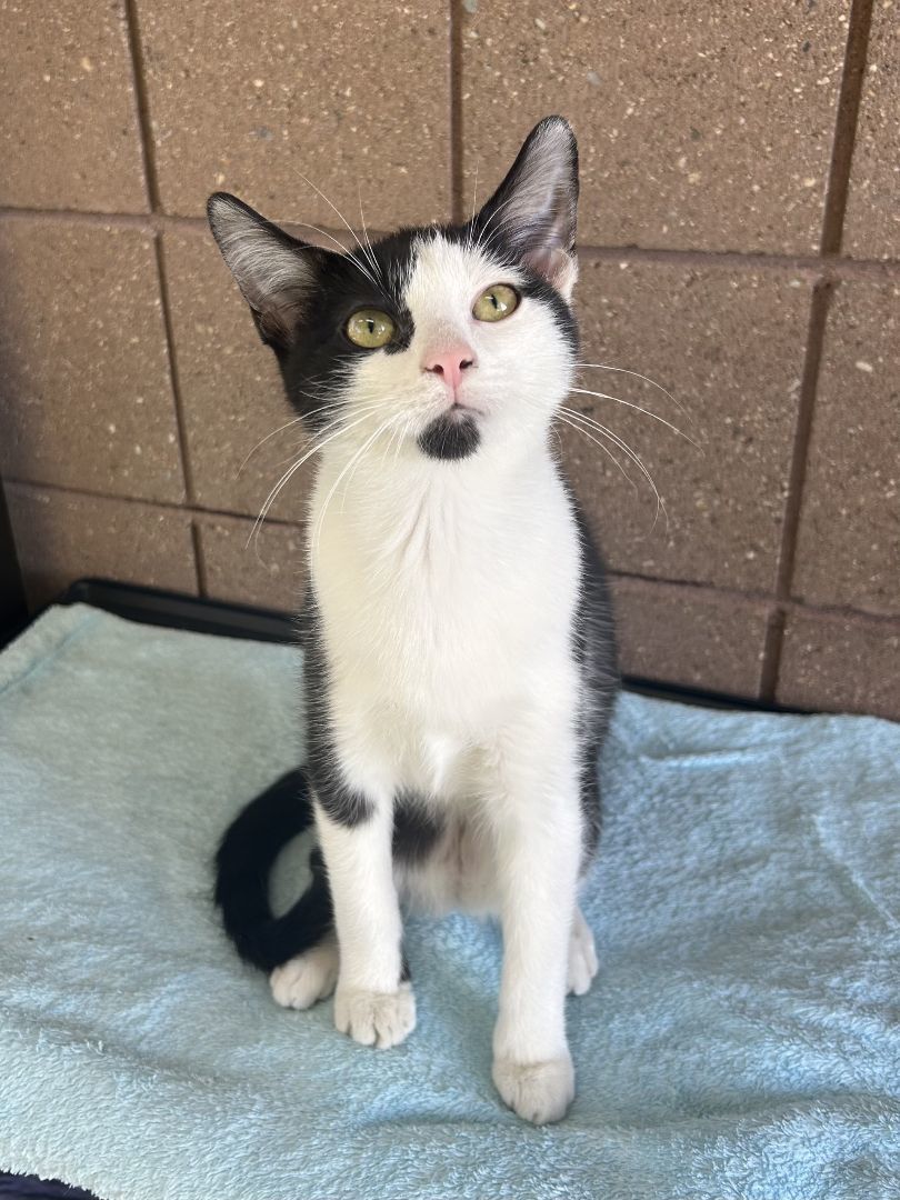 Enlarge Tink, a Adoptable mixed breed in Battle Creek, MI image 3/5