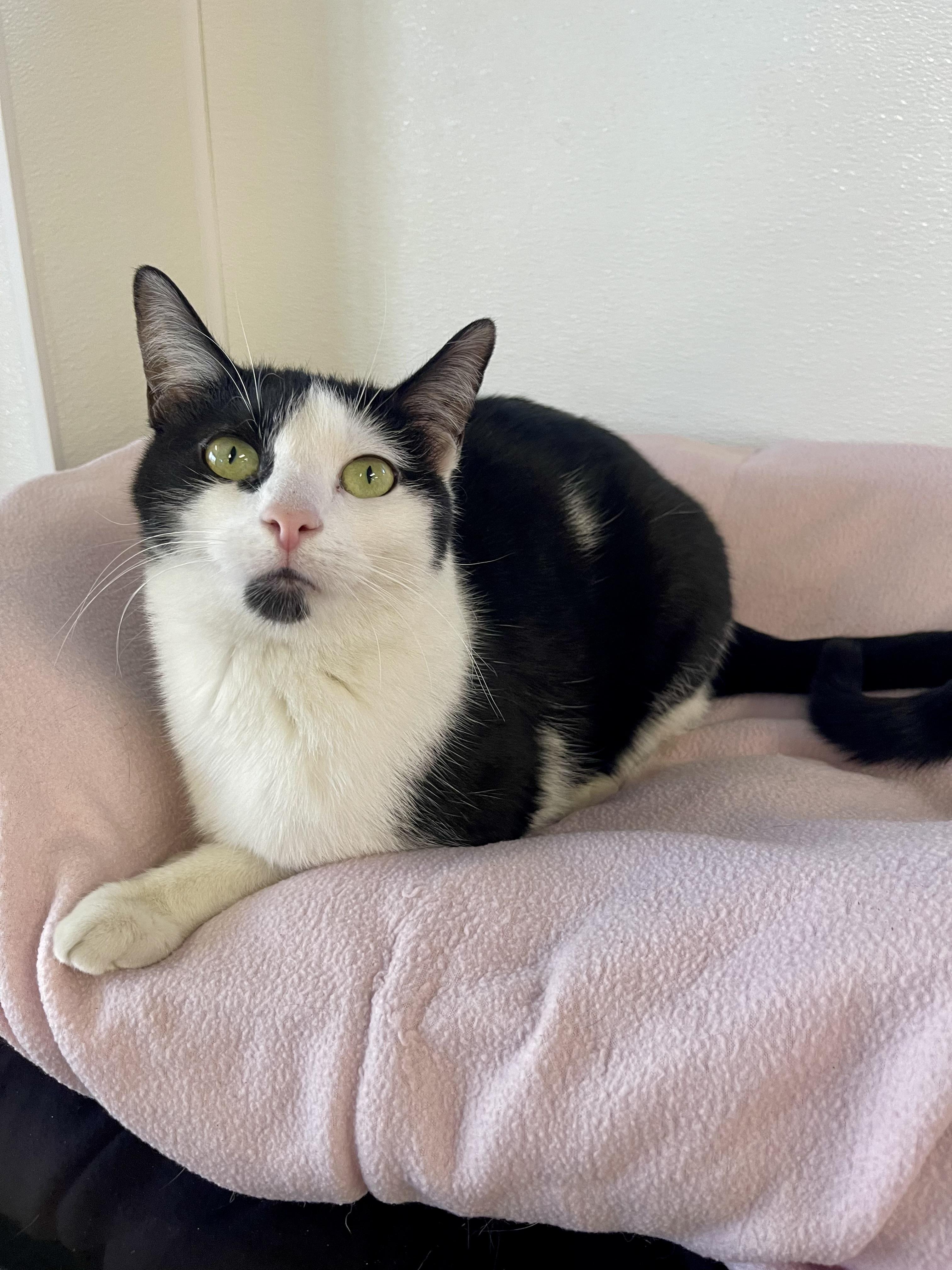 Enlarge Tink, a Adoptable mixed breed in Battle Creek, MI image 2/5