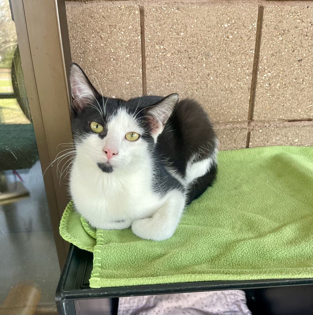 Enlarge Tink, a Adoptable mixed breed in Battle Creek, MI image 4/5