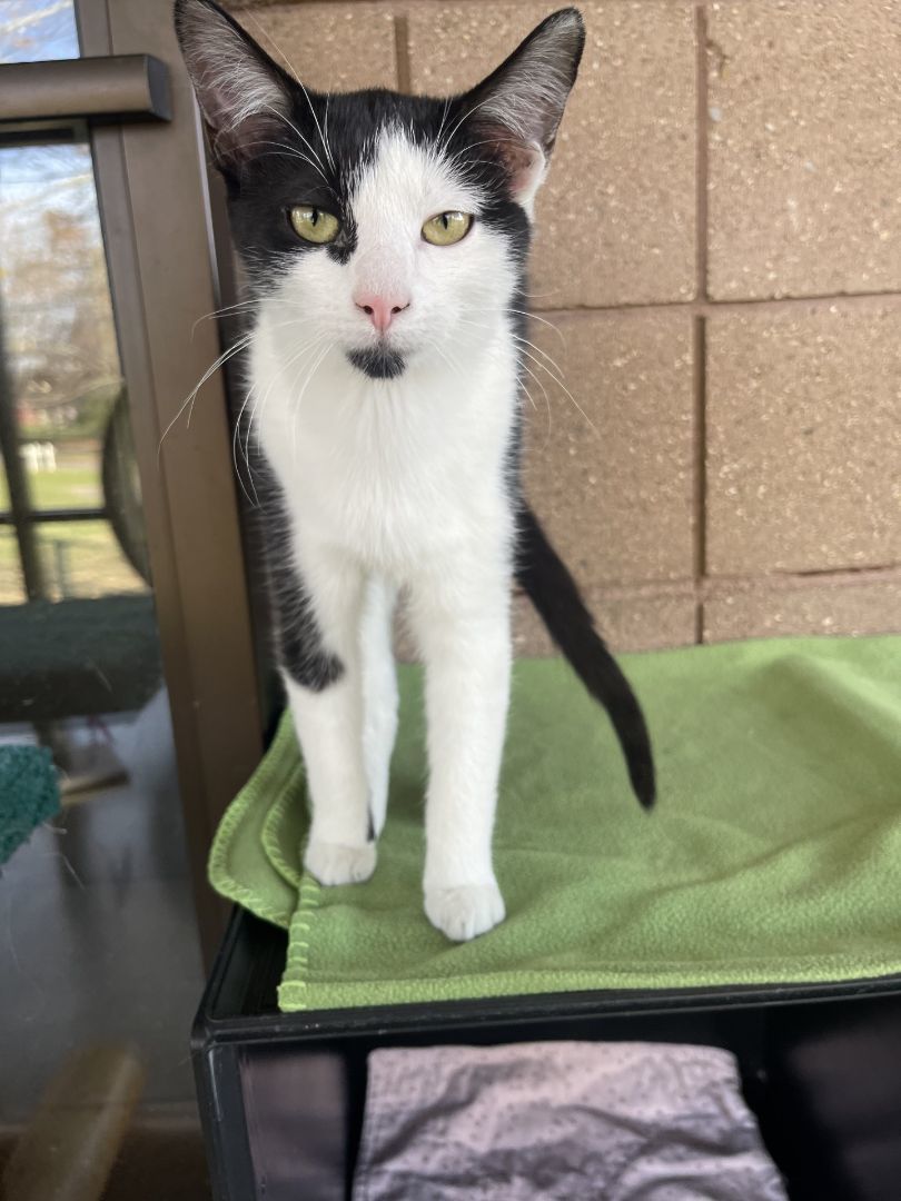 Enlarge Tink, a Adoptable mixed breed in Battle Creek, MI image 5/5