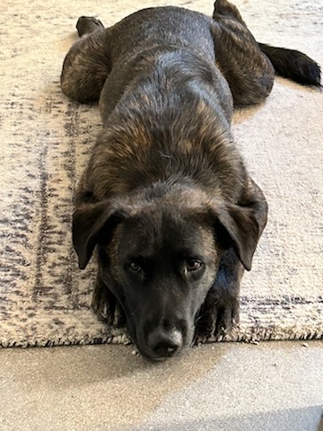 Enlarge Griswold, a Adoptable mixed breed in Scottsdale, AZ image 4/4