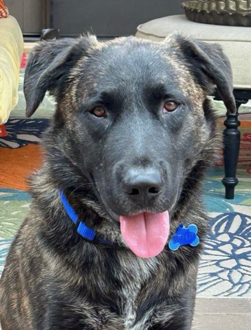 Enlarge Griswold, a Adoptable mixed breed in Scottsdale, AZ image 3/4