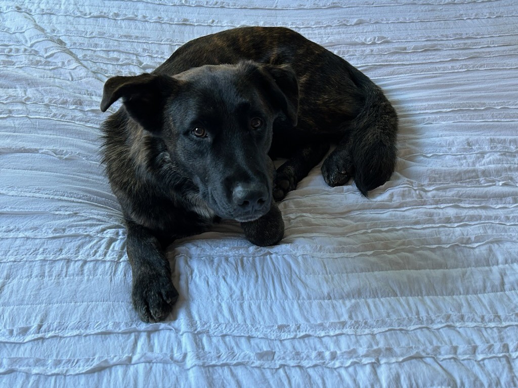 Enlarge Griswold, a Adoptable mixed breed in Scottsdale, AZ image 2/4