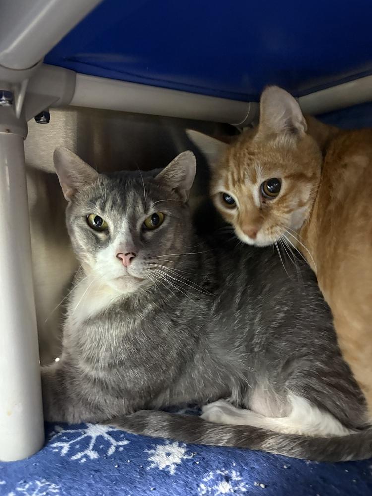 Eeyore, Adoptable, Adult Male Domestic Short Hair.