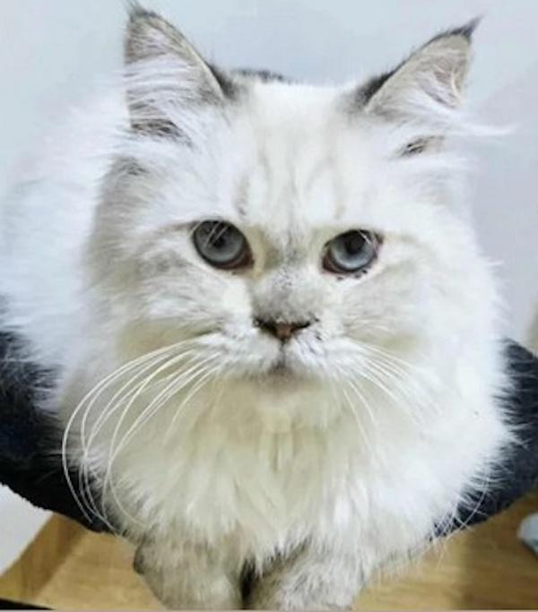 COSMA, an adoptable Himalayan in Madison, WI, 53718 | Photo Image 1