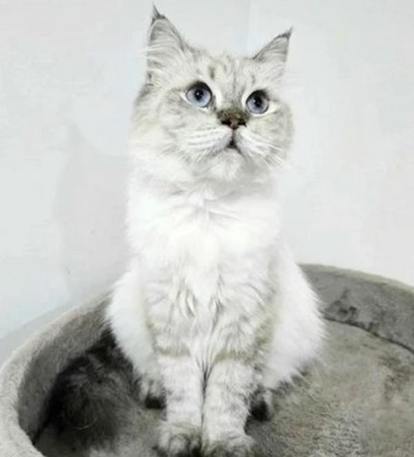 COSMA, an adoptable Himalayan in Madison, WI, 53718 | Photo Image 2