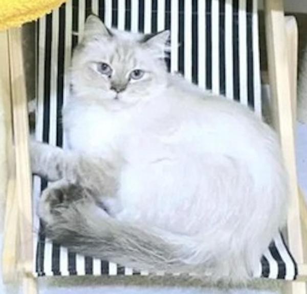 COSMA, an adoptable Himalayan in Madison, WI, 53718 | Photo Image 3