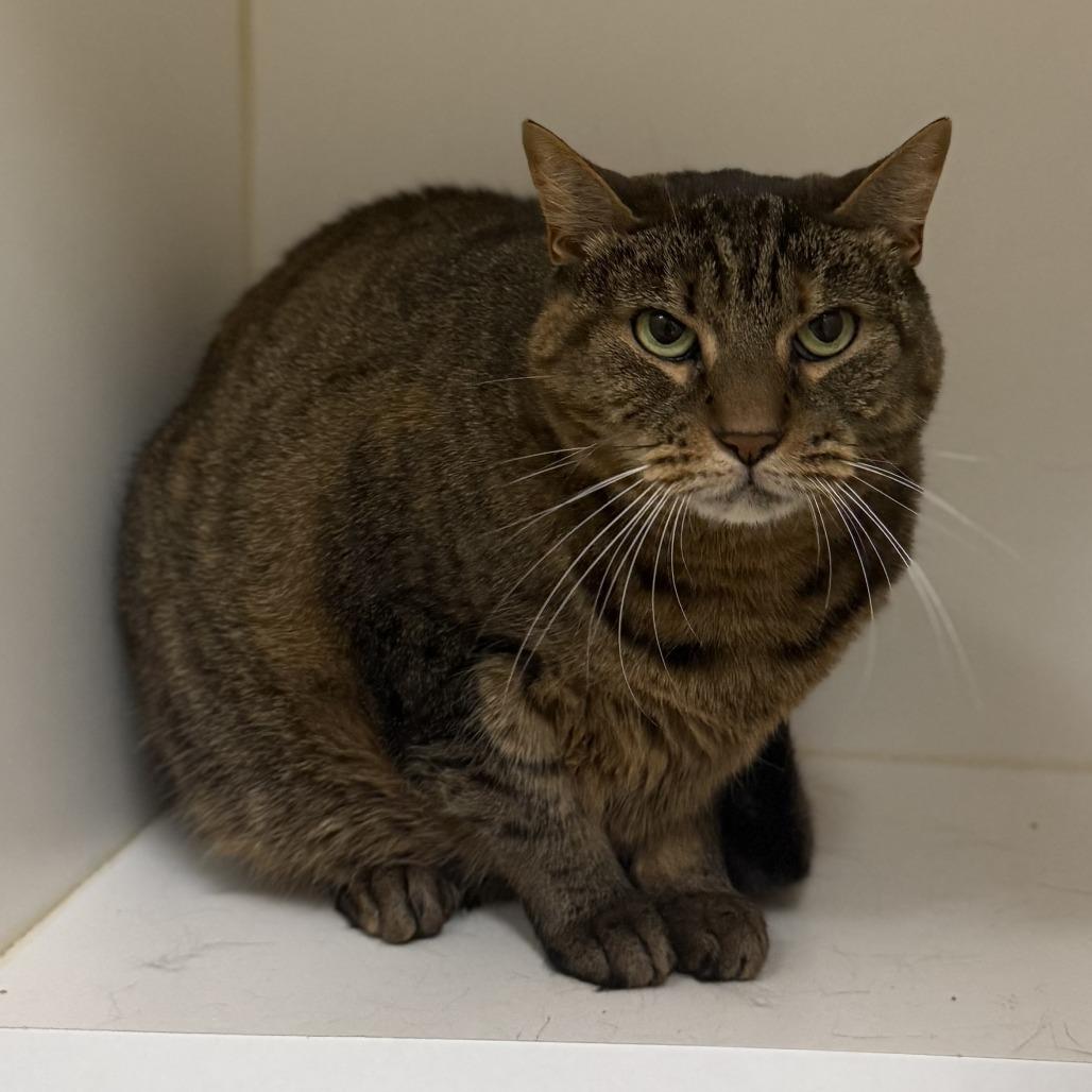 Enlarge Nala, a Adoptable Domestic Short Hair in Philadelphia, PA image 1/6