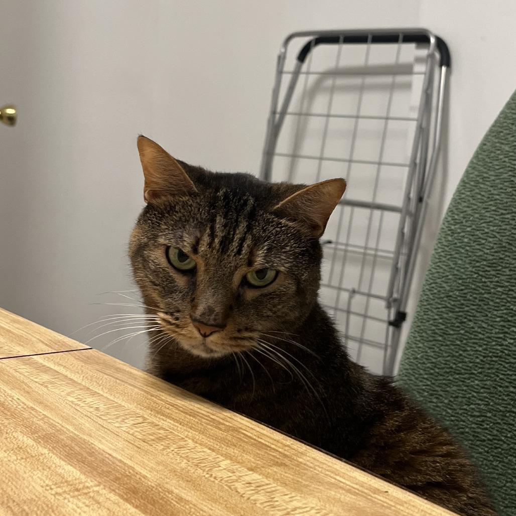 Enlarge Nala, a Adoptable Domestic Short Hair in Philadelphia, PA image 2/6