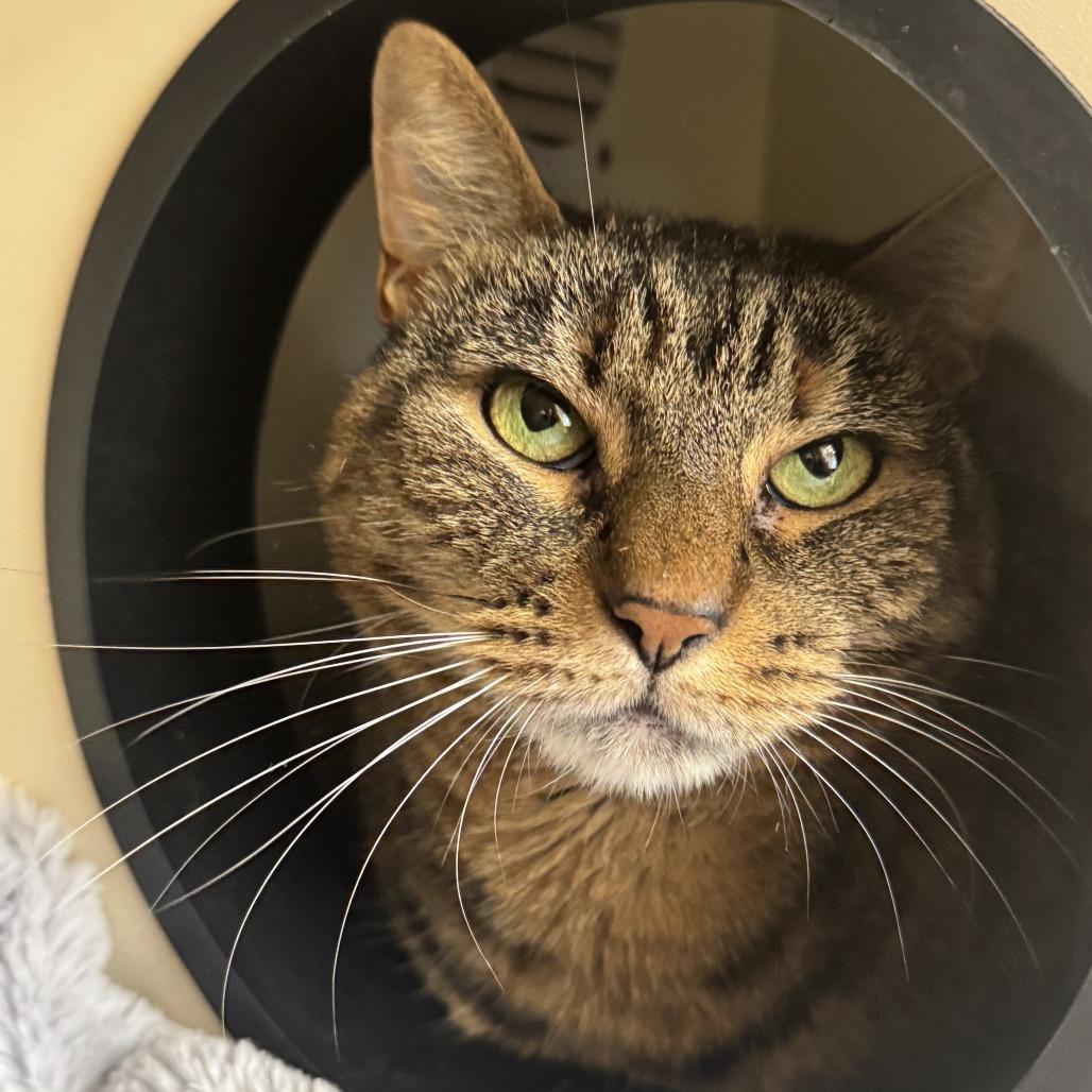 Enlarge Nala, a Adoptable Domestic Short Hair in Philadelphia, PA image 3/6