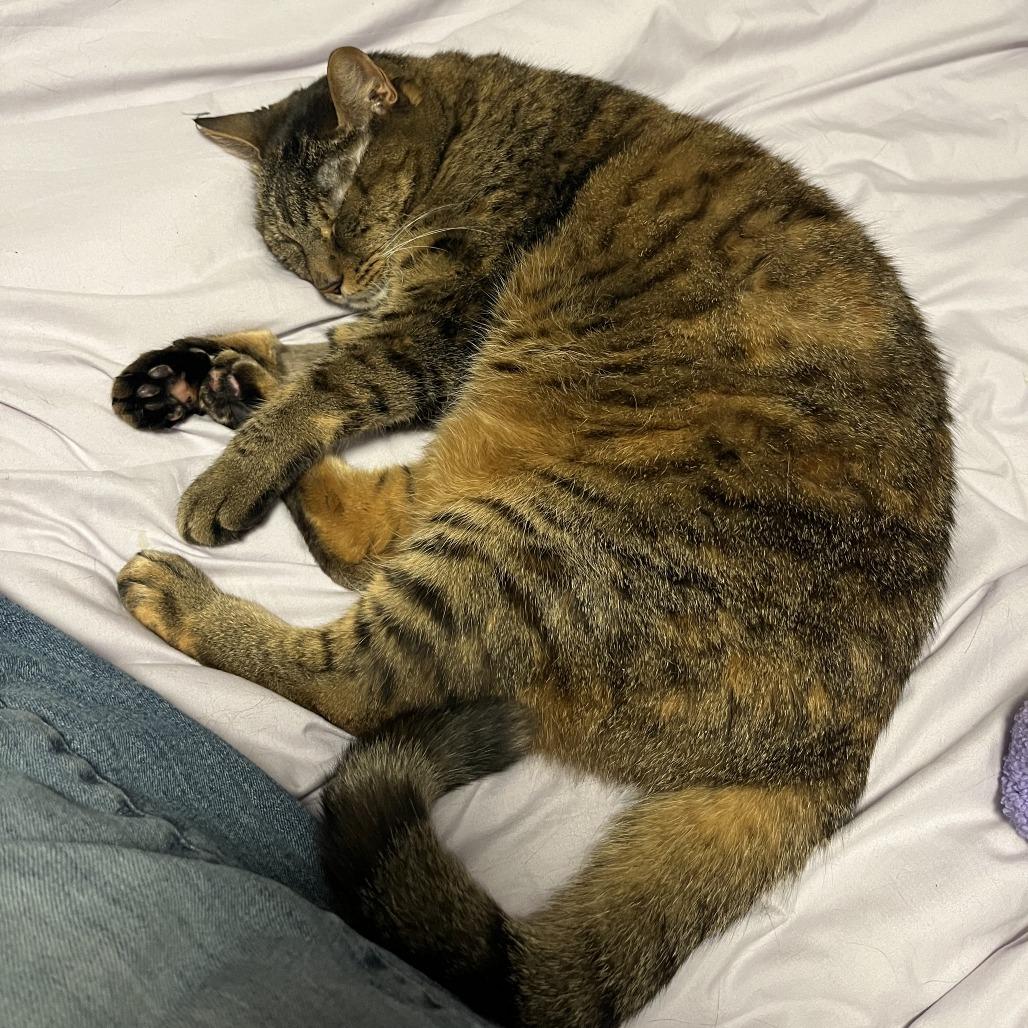 Enlarge Nala, a Adoptable Domestic Short Hair in Philadelphia, PA image 4/6