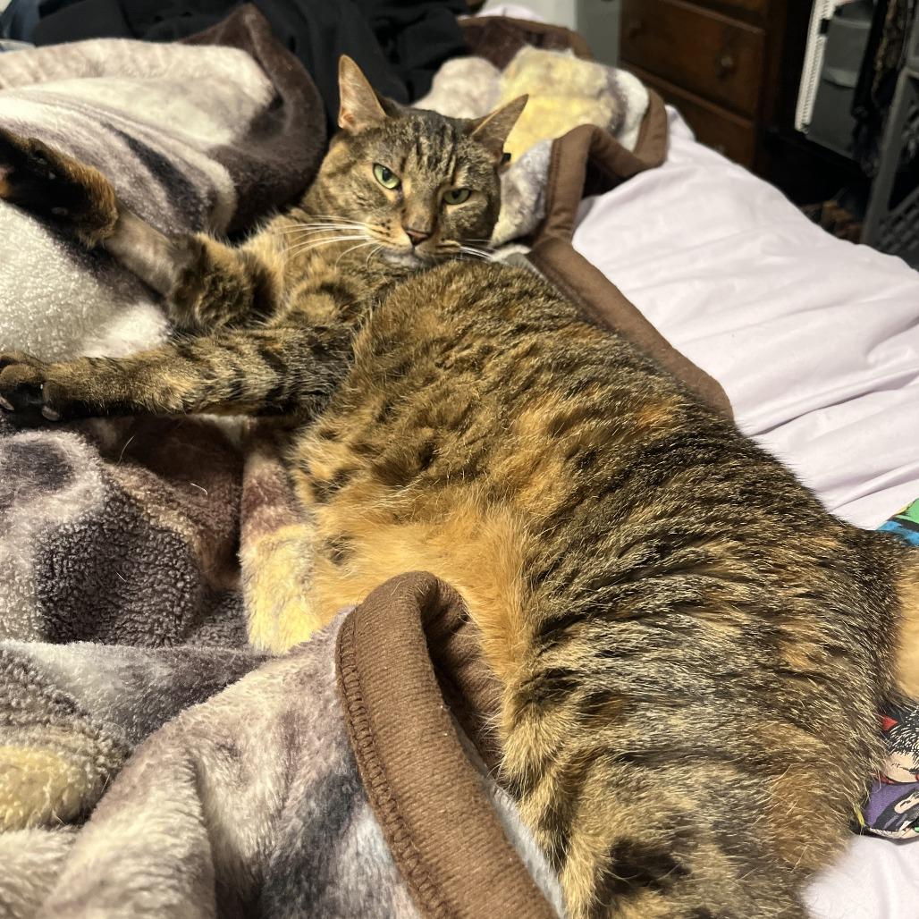 Enlarge Nala, a Adoptable Domestic Short Hair in Philadelphia, PA image 5/6