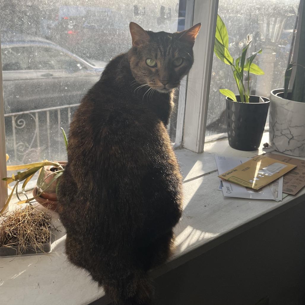 Enlarge Nala, a Adoptable Domestic Short Hair in Philadelphia, PA image 6/6