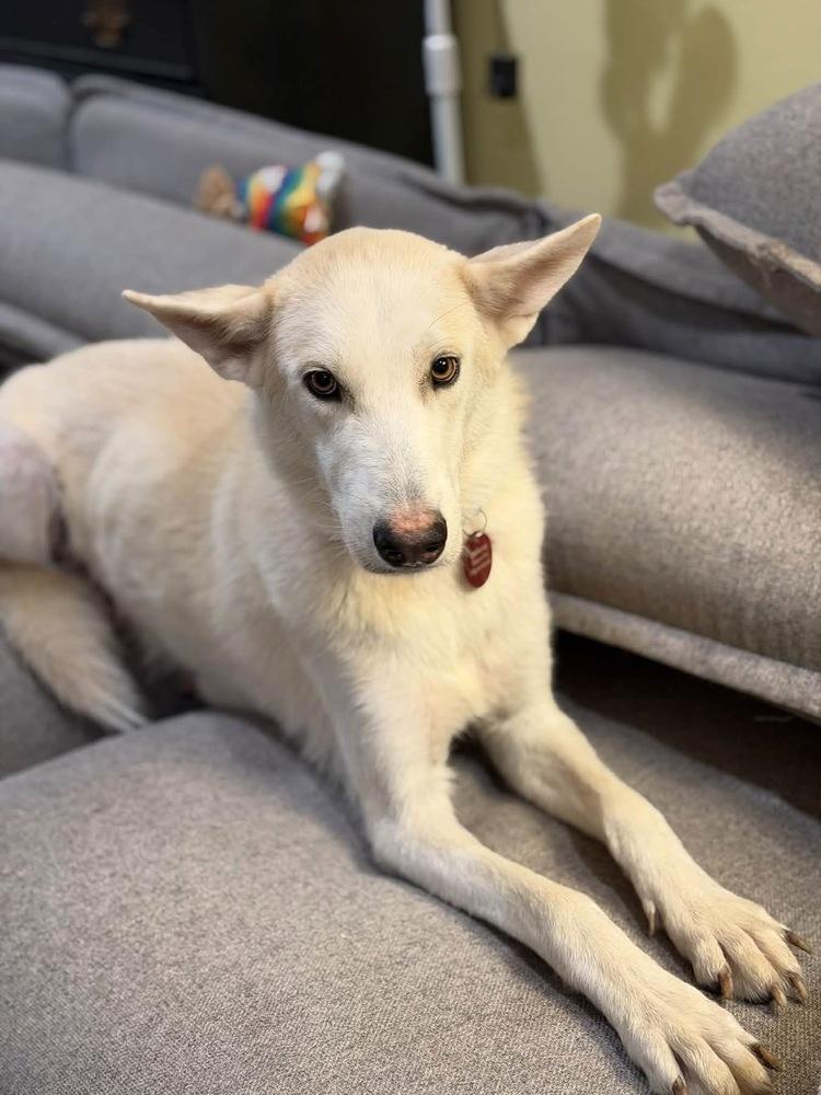 26-091 Snow White, Adoptable, Adult Female Siberian Husky & Shepherd.