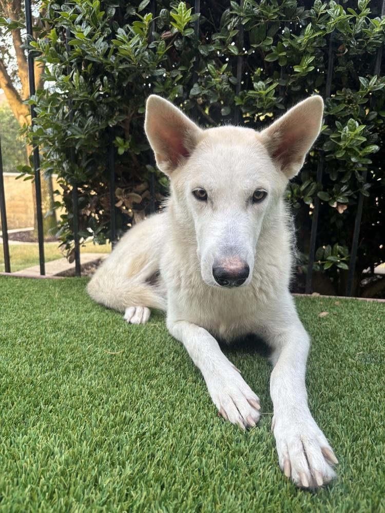 Enlarge 26-091 Snow White, a Adoptable mixed breed in Richardson, TX image 2/6