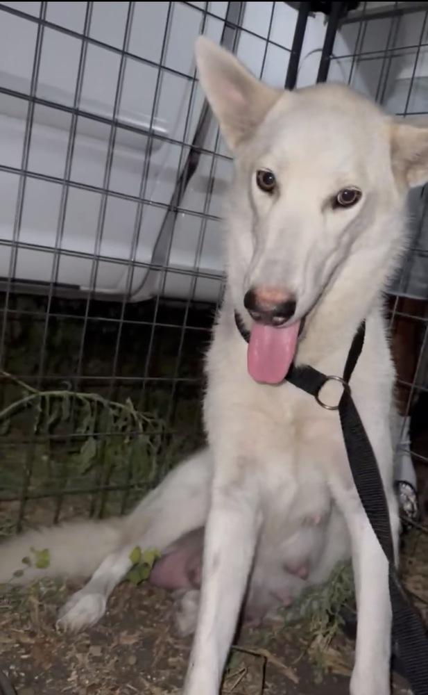 Enlarge 26-091 Snow White, a Adoptable mixed breed in Richardson, TX image 3/6