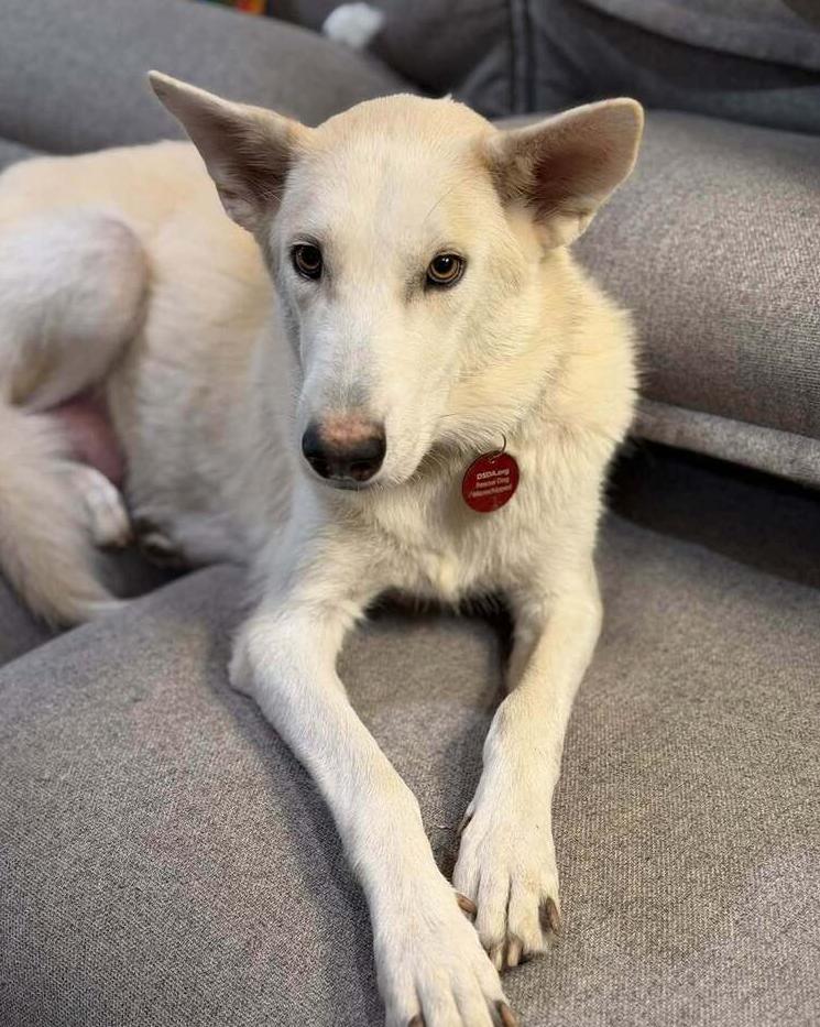 Enlarge 26-091 Snow White, a Adoptable mixed breed in Richardson, TX image 4/6