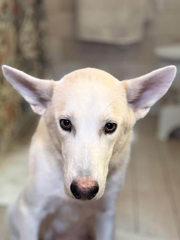 Enlarge 26-091 Snow White, a Adoptable mixed breed in Richardson, TX image 5/6