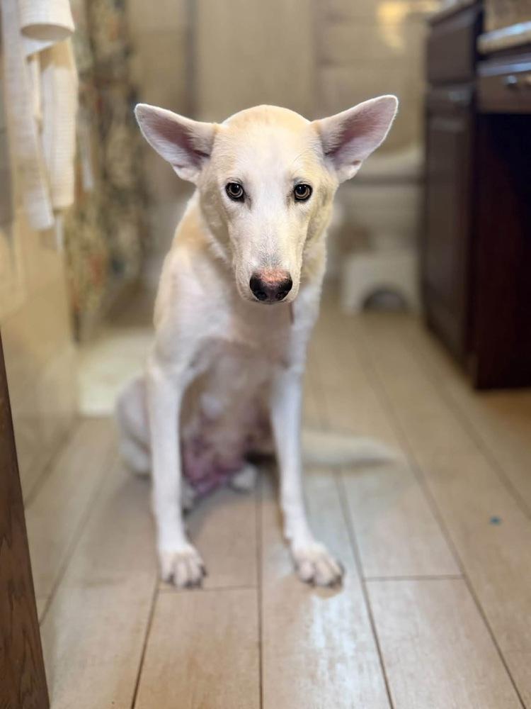 Enlarge 26-091 Snow White, a Adoptable mixed breed in Richardson, TX image 6/6