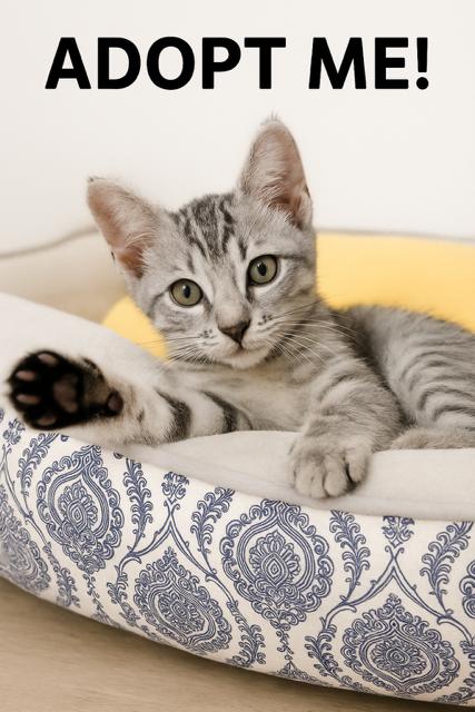 Adopt a Cutie!!!!, ADOPTABLE, Kitten Male American Shorthair.