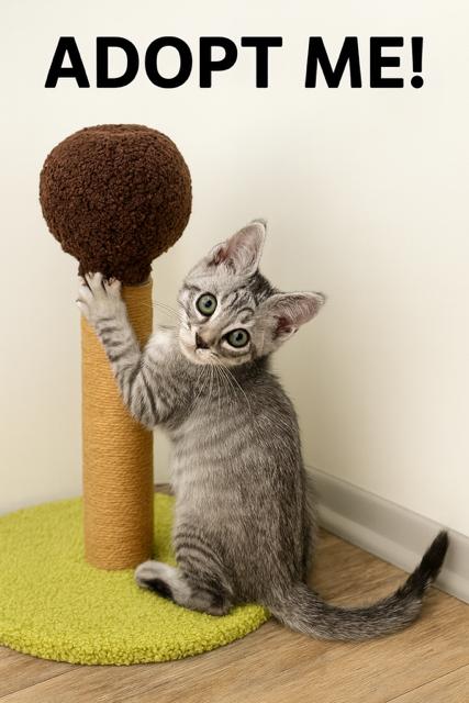 Enlarge Adopt a Cutie!!!!, a ADOPTABLE American Shorthair in Fort Myers Beach, FL image 2/2