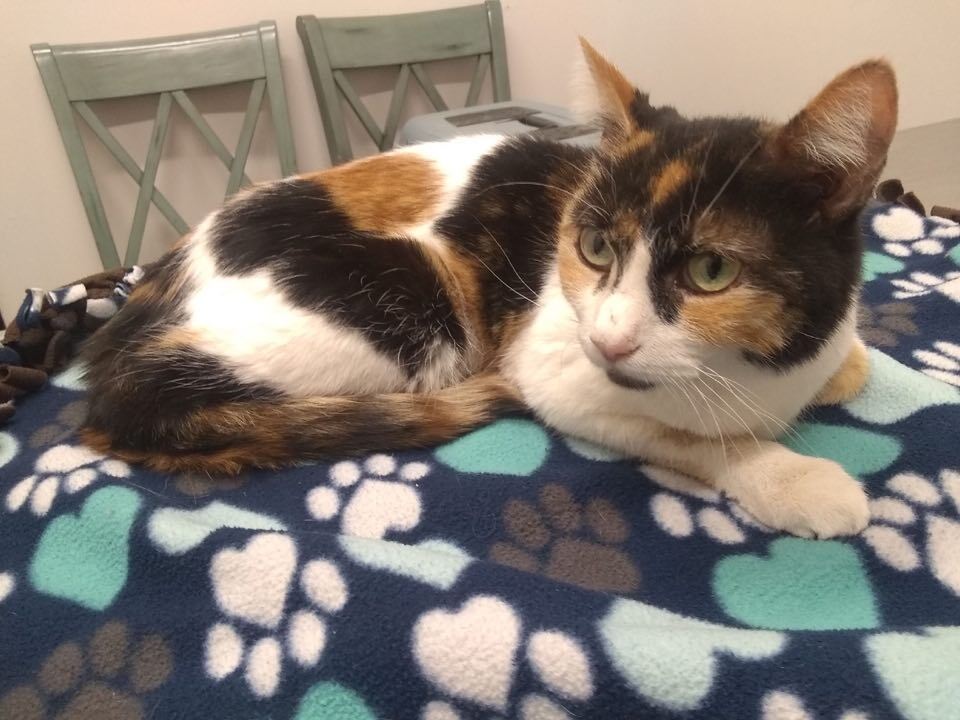 Lucy, an adoptable Calico in Gilbert, AZ image 1/3