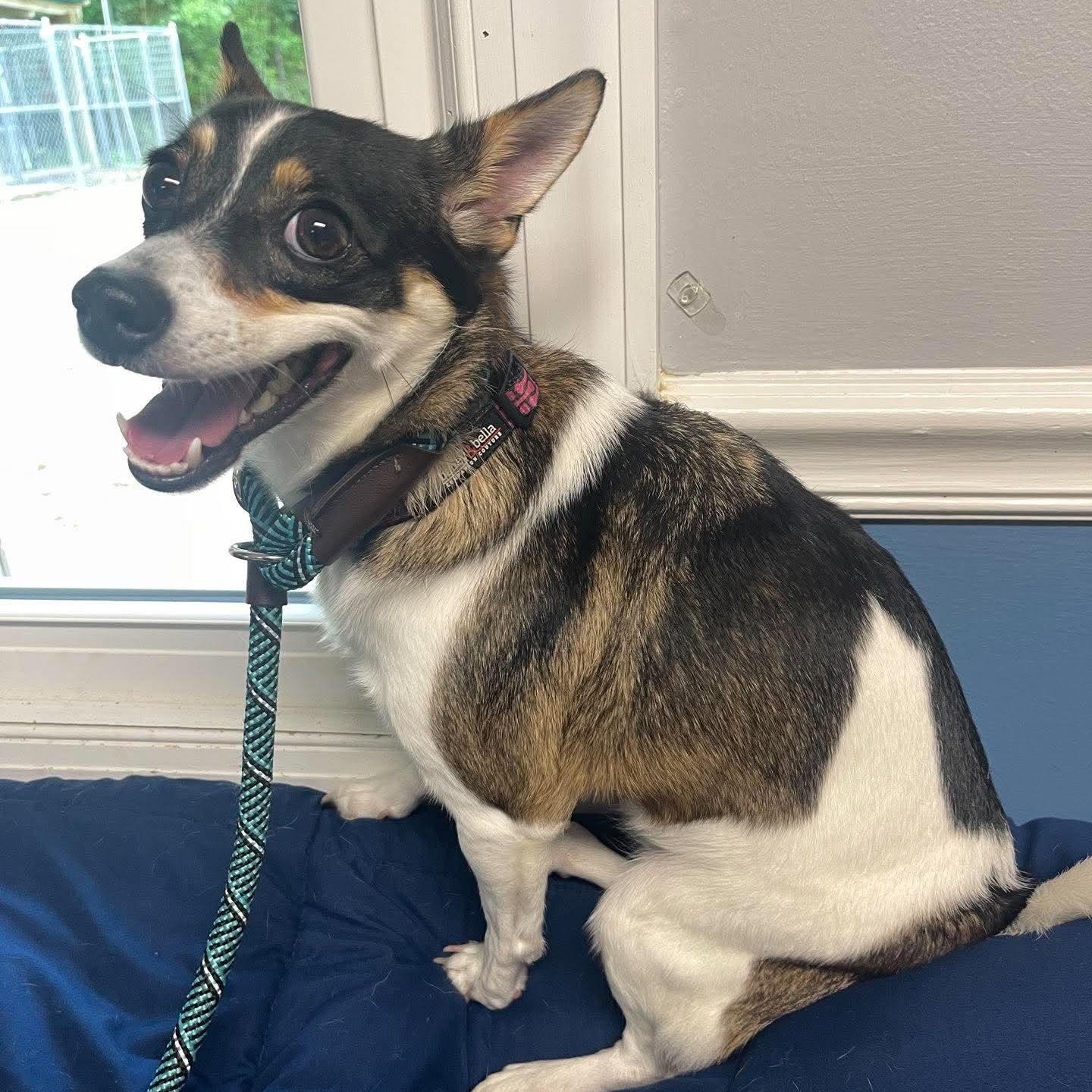 Enlarge Luna, a Adoptable mixed breed in Sunderland, MD image 4/6