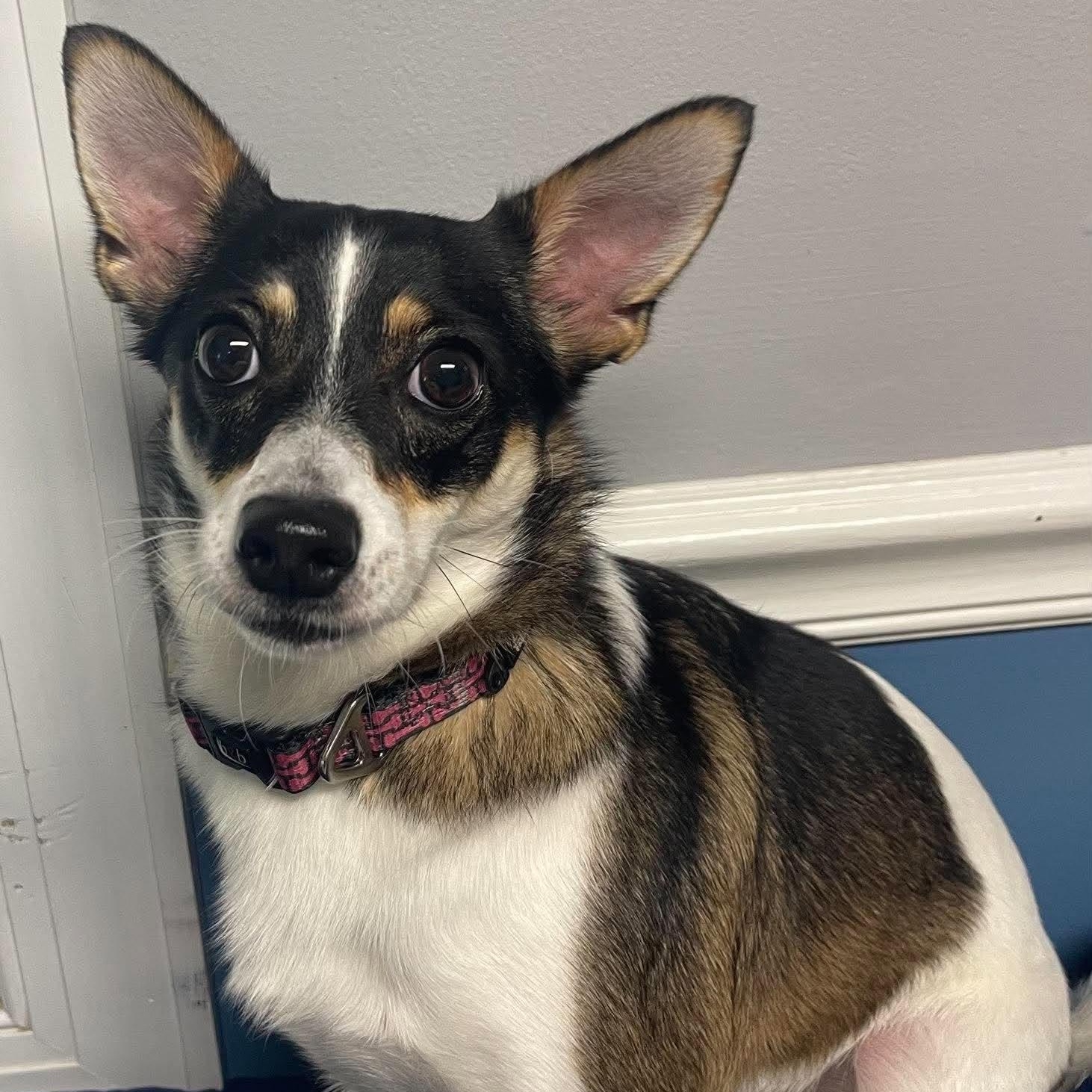 Luna, Adoptable, Young Female Pomeranian & Chihuahua.