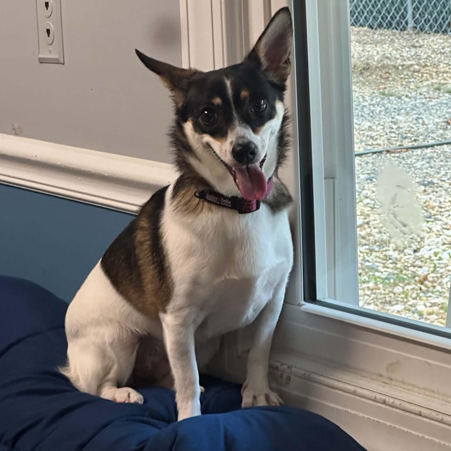 Enlarge Luna, a Adoptable mixed breed in Sunderland, MD image 6/6