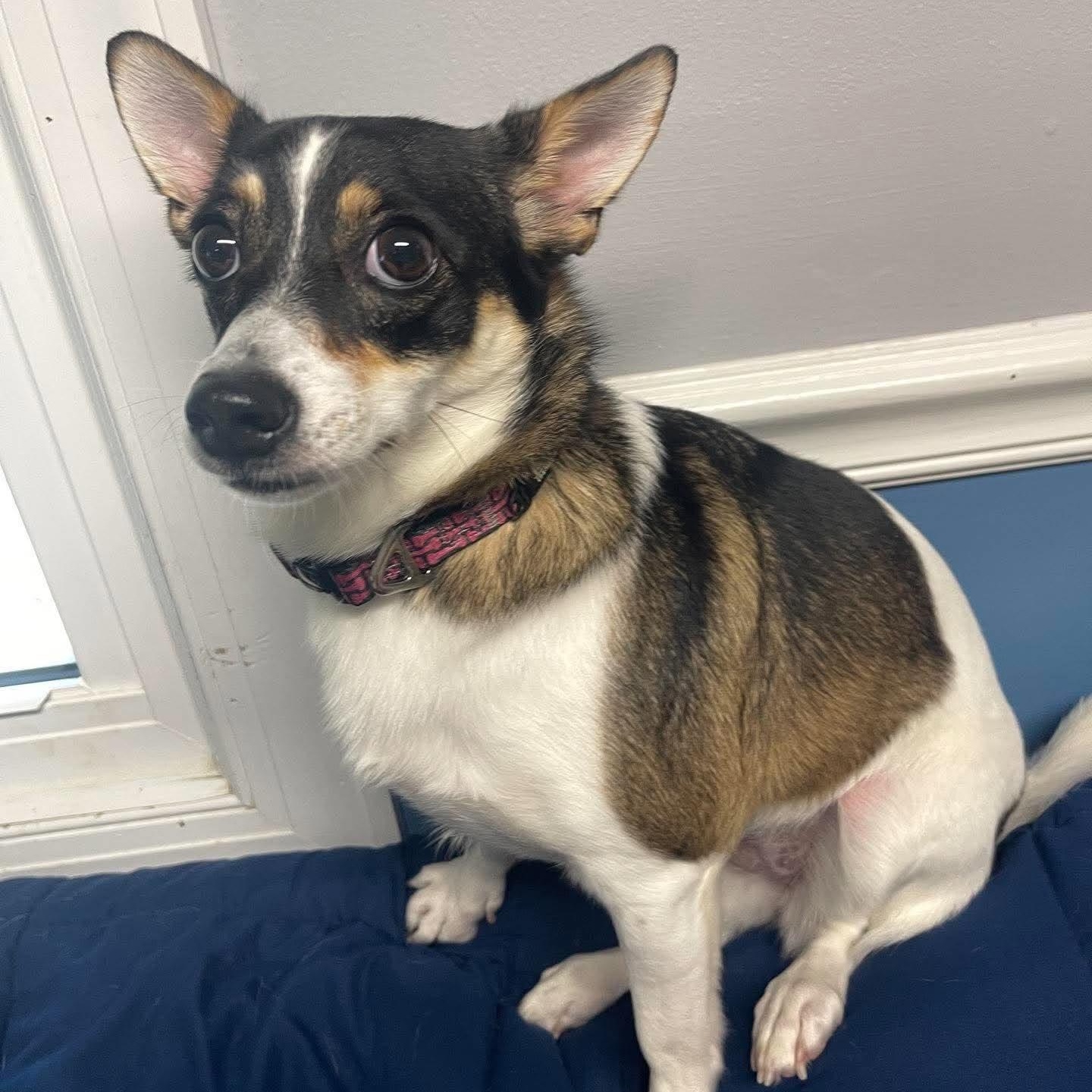 Enlarge Luna, a Adoptable mixed breed in Sunderland, MD image 3/6