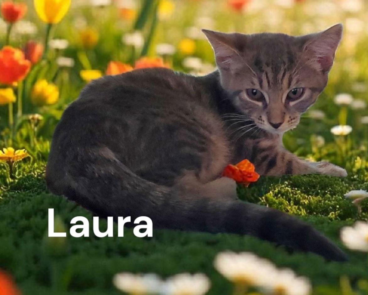 Enlarge Laura, a Adoptable Tabby in Chesapeake, VA image 1/1