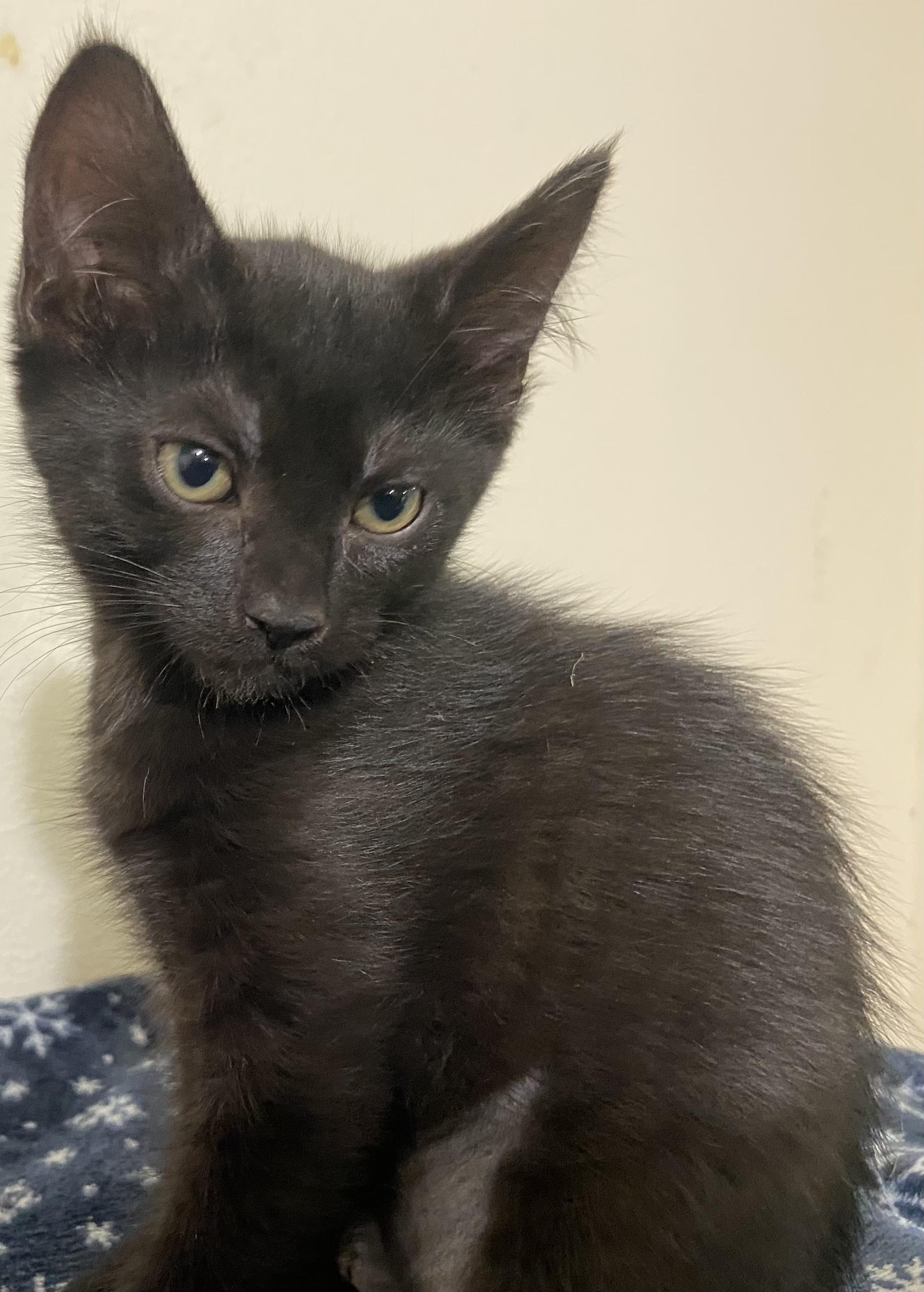 Prada, Baby Female Domestic Short Hair