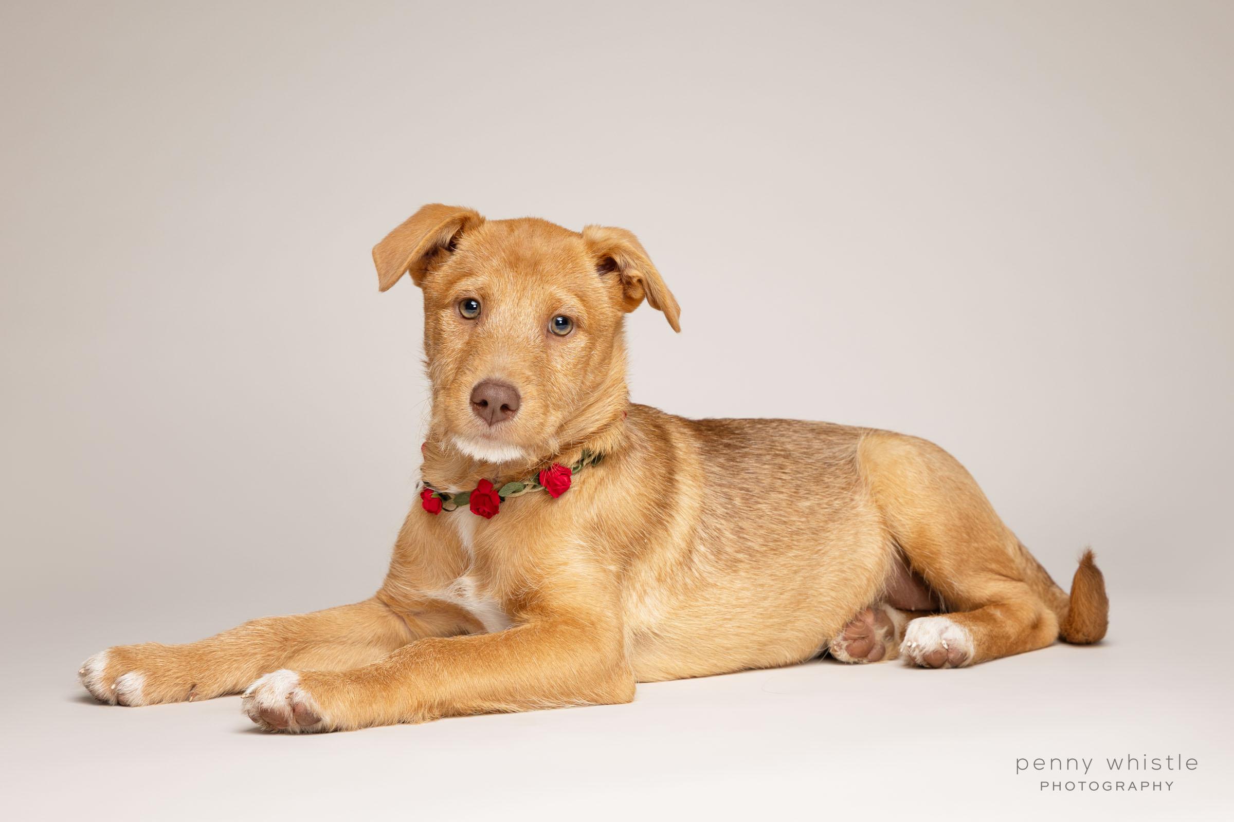 Dottie, Adoptable, Young Female Terrier.