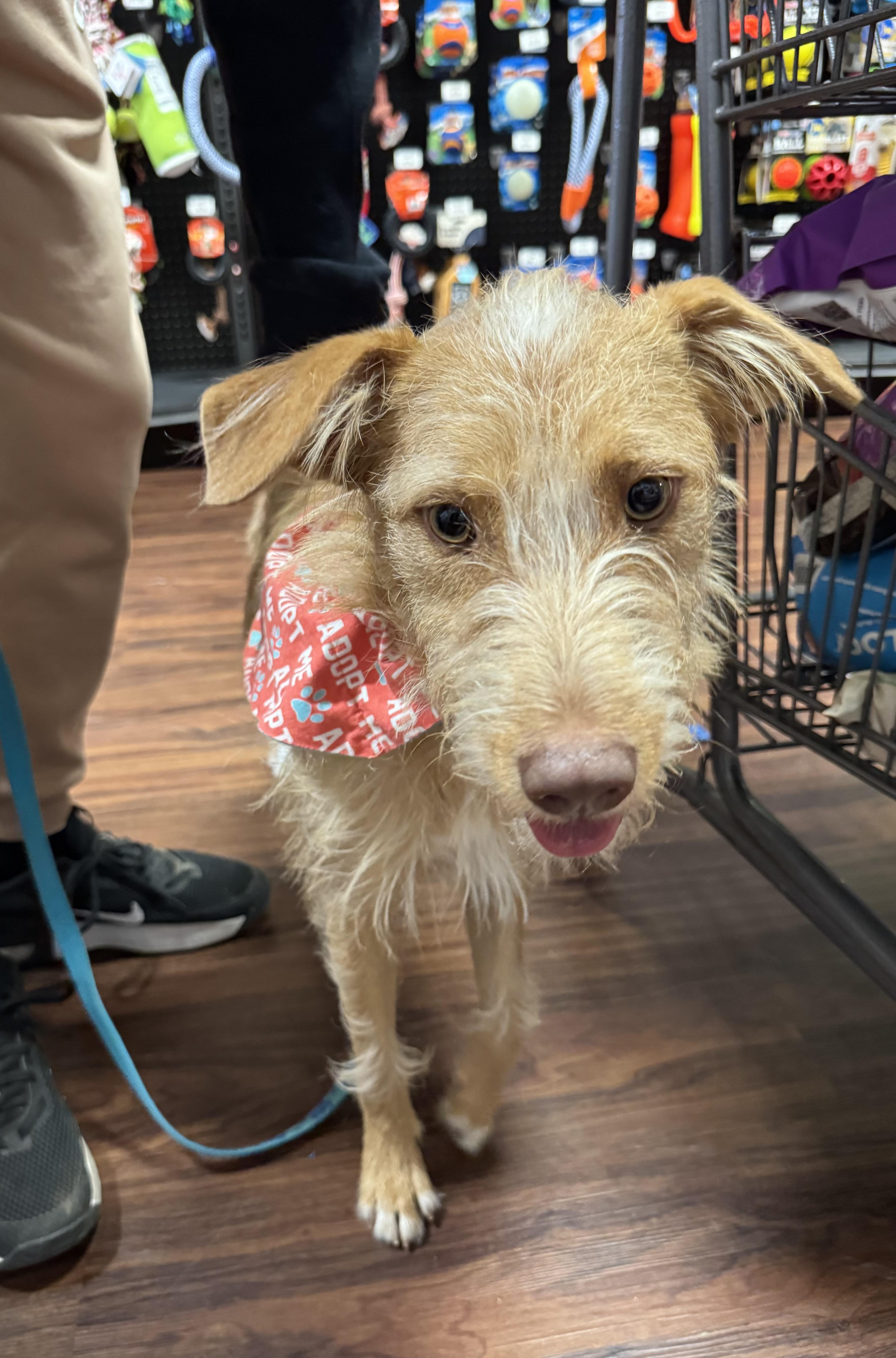 Dottie, Adoptable, Young Female Terrier.