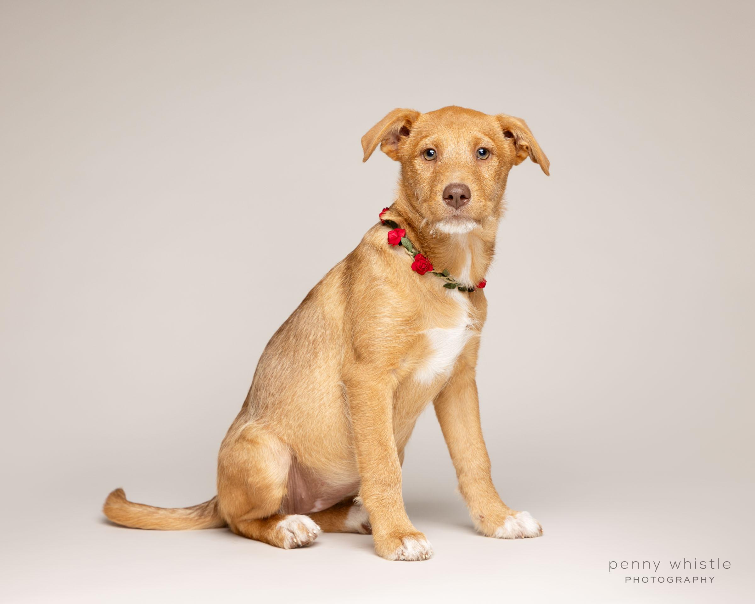 Enlarge Dottie, a Adoptable mixed breed in Coppell, TX image 2/3