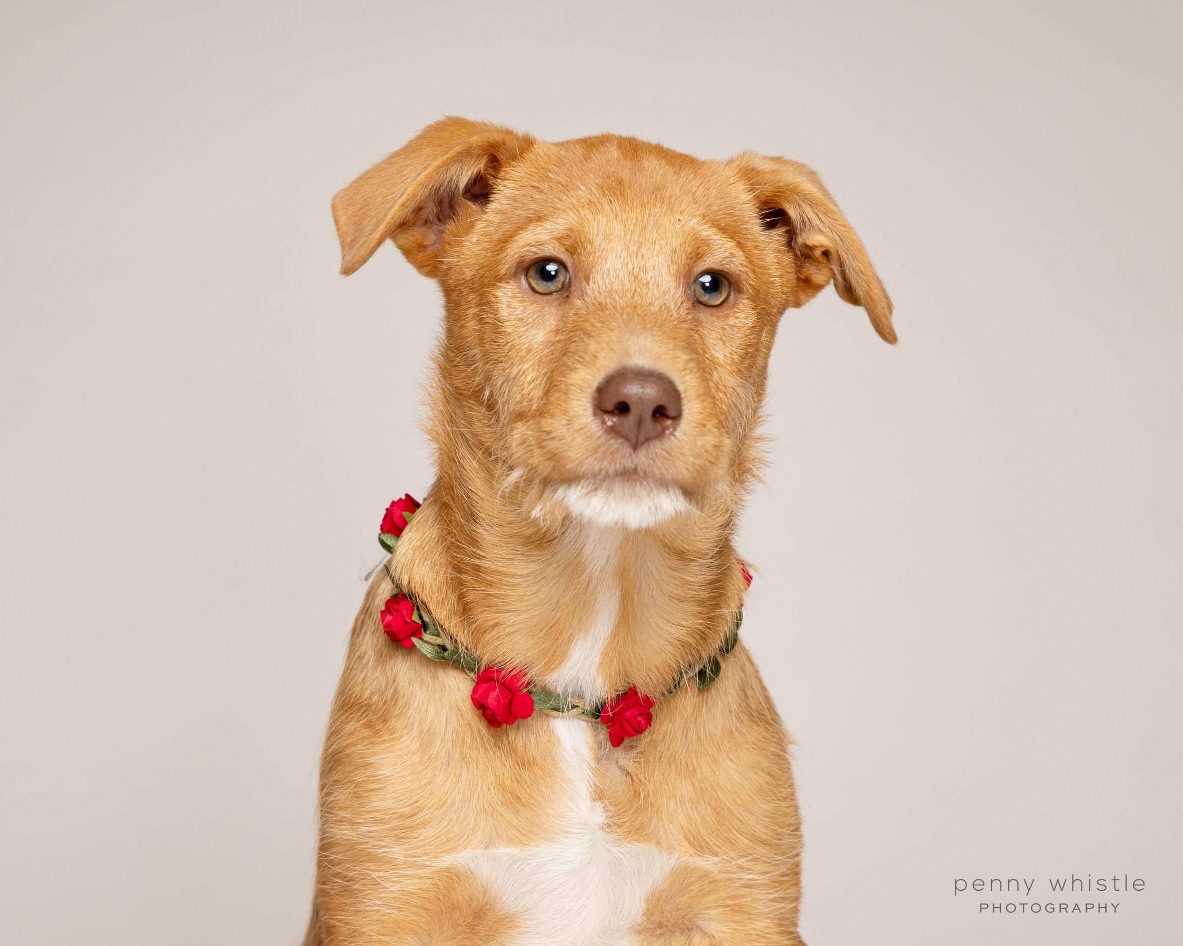 Enlarge Dottie, a Adoptable mixed breed in Coppell, TX image 3/3