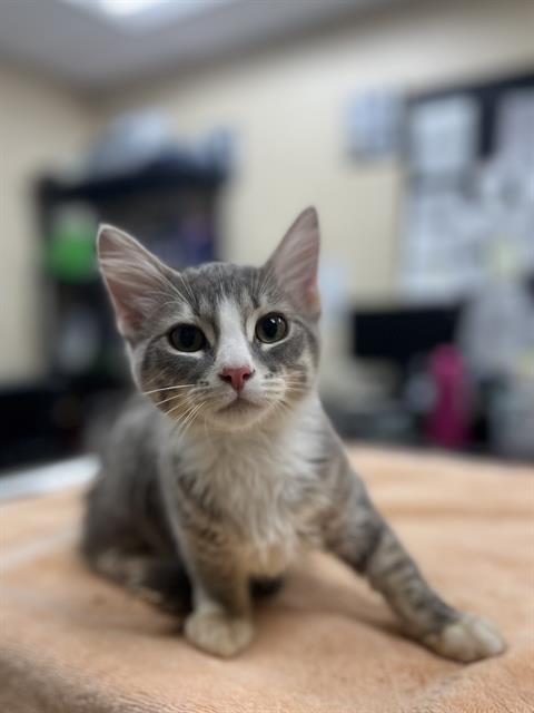 QUINN, Adoptable, Young Male Domestic Medium Hair.