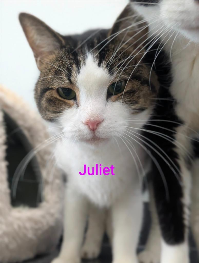 Juliet, Adoptable, Senior Female Domestic Short Hair.