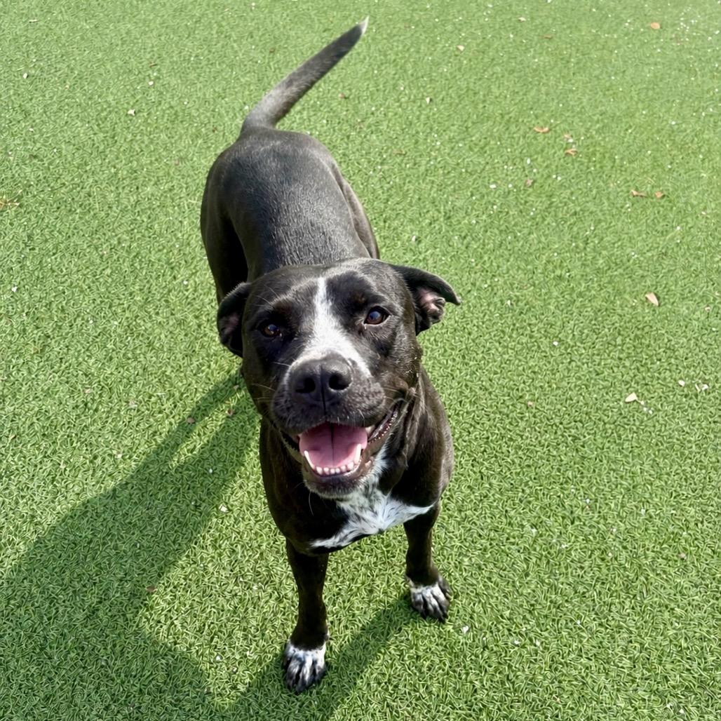 Luna 0027, Adoptable, Adult Female Mixed Breed.