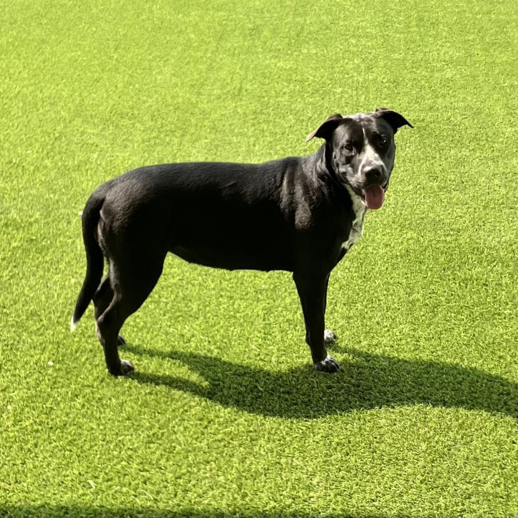 Luna 0027, Adoptable, Adult Female Mixed Breed.