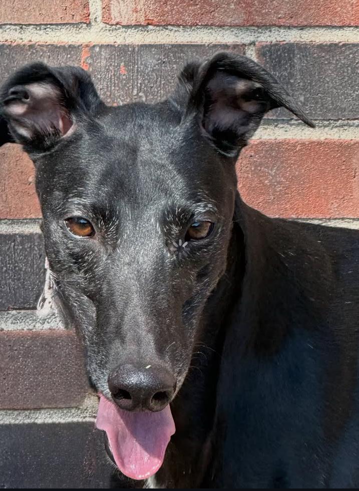Enlarge Asher, a Adoptable Greyhound in Coon Rapids, MN image 1/1