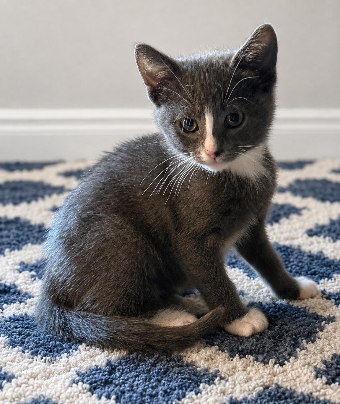 Bagel Bite, adopted, Kitten Female Domestic Short Hair.