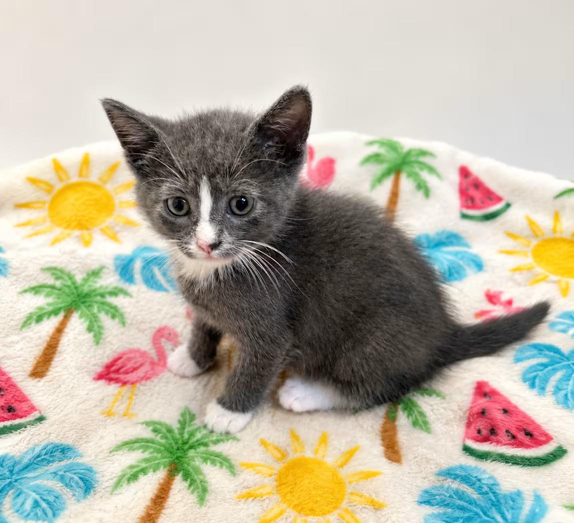 Bagel Bite, an adopted Domestic Short Hair in Greensboro, NC image 2/2