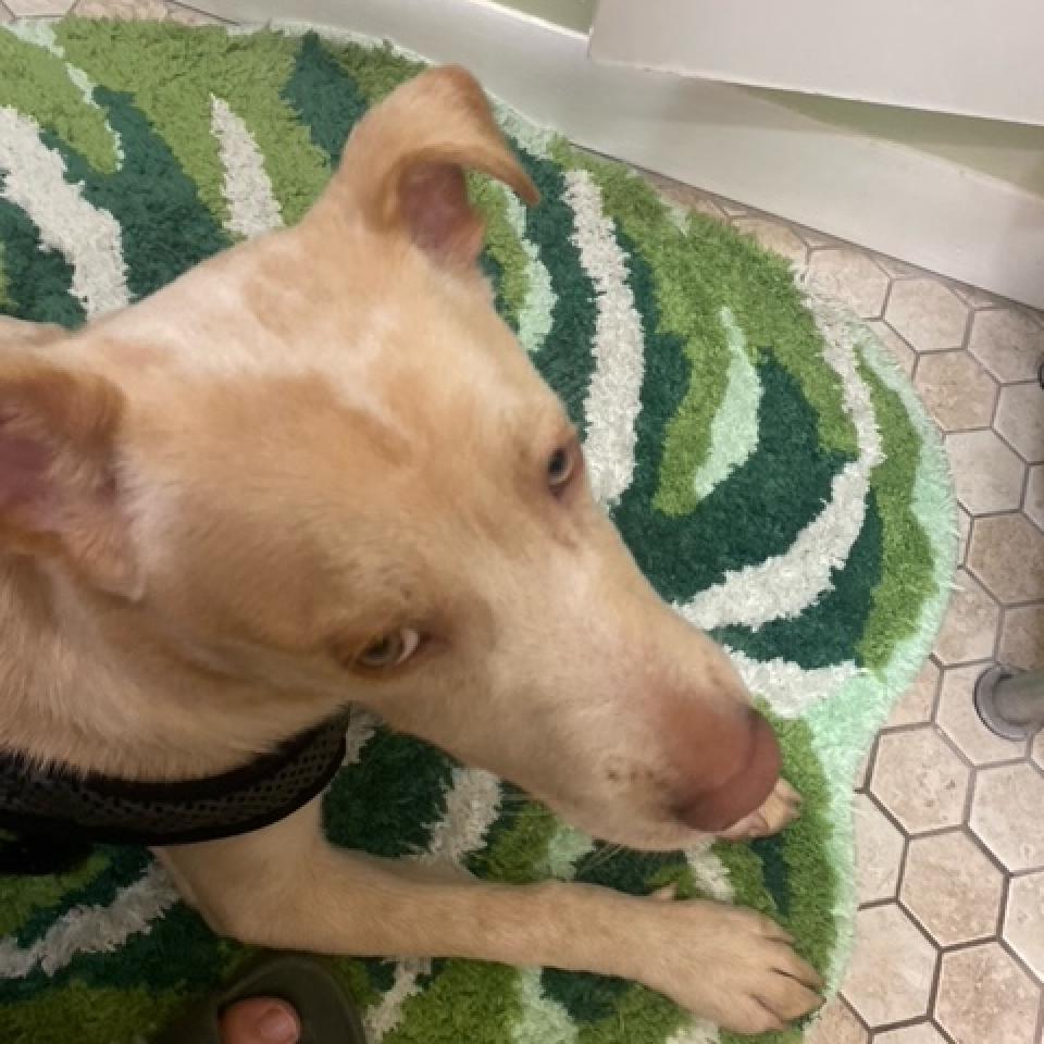 Enlarge Levi VI, a Adoptable mixed breed in Spanish Fork, UT image 2/6